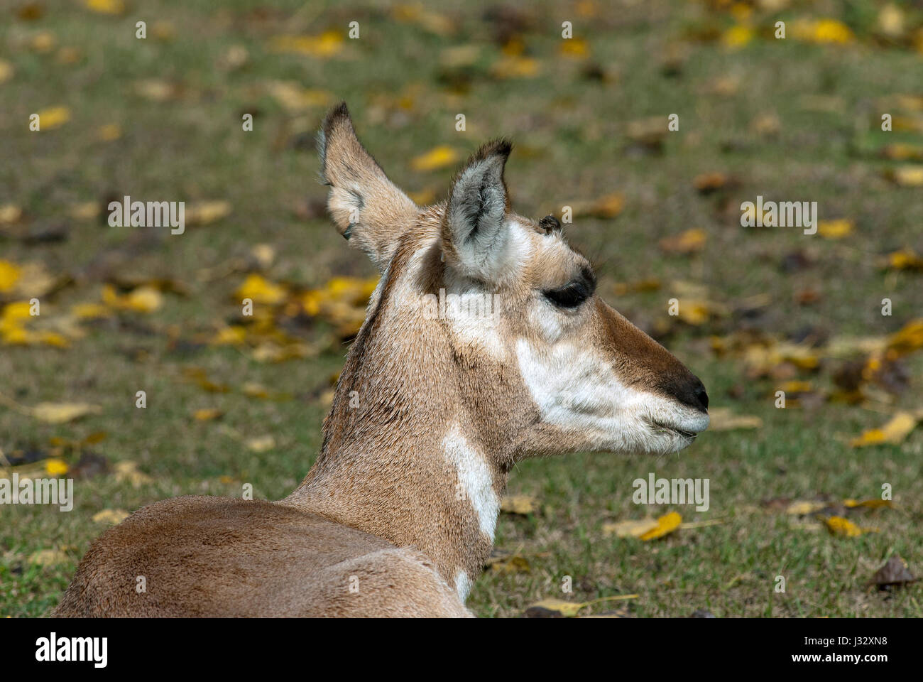 Pronghorn (Antilocapra americana), Assiniboine Park Zoo, Winnipeg, Manitoba, Canada Foto Stock