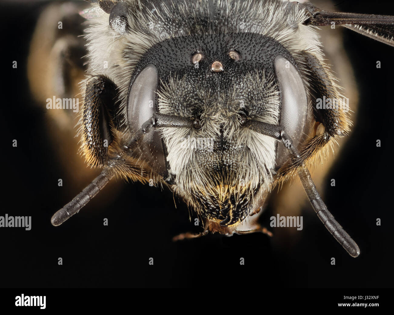 Megachile centuncularis, F, Faccia, NY, Elk Lake 2014-08-22-1529 32391422114 o Foto Stock