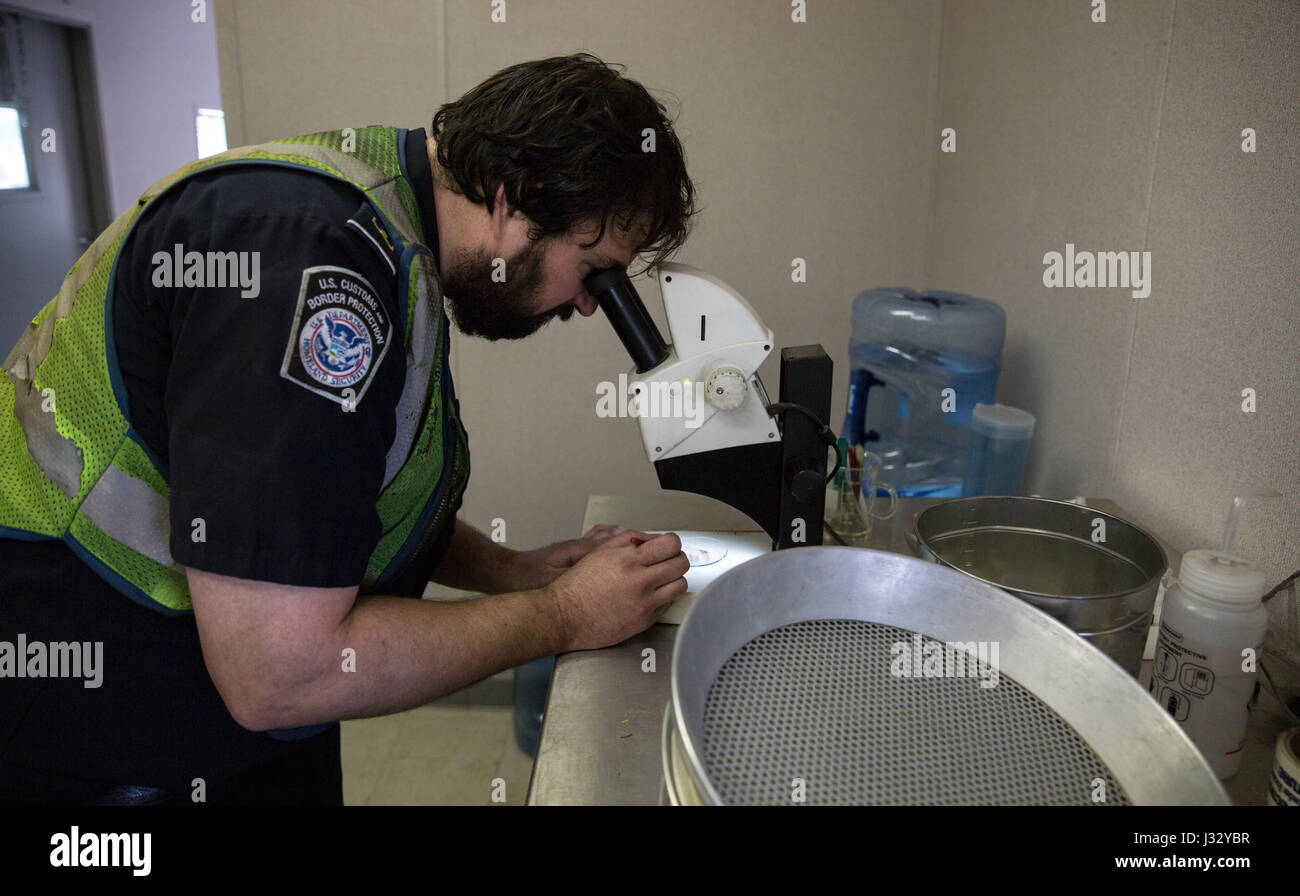Lo specialista agricolo Timothy Morris di U.S. Customs and Border Protection utilizza un microscopio per esaminare i contaminanti dei semi nel porto di Baltimora. I semi, identificati come Dichanthium annulatum, non sono perseguibili e non costituiscono una minaccia. Foto Stock