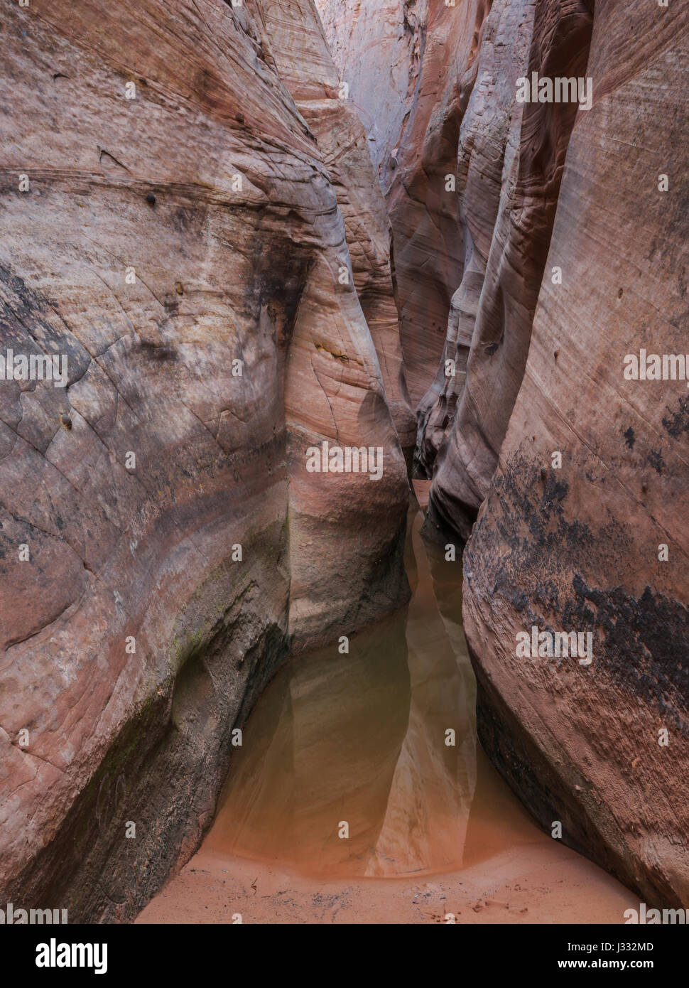 Foro di acqua in zebra canyon in harris lavabo vicino a Escalante, Utah Foto Stock