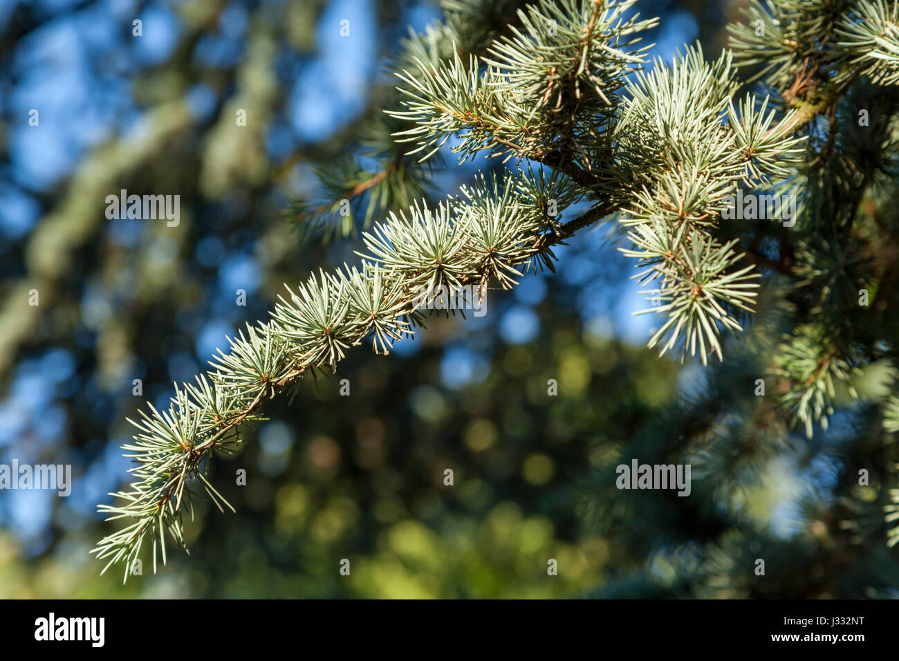 Atlas Blue Cedro Cedrus atlantica Glauca Gruppo, England, Regno Unito Foto Stock