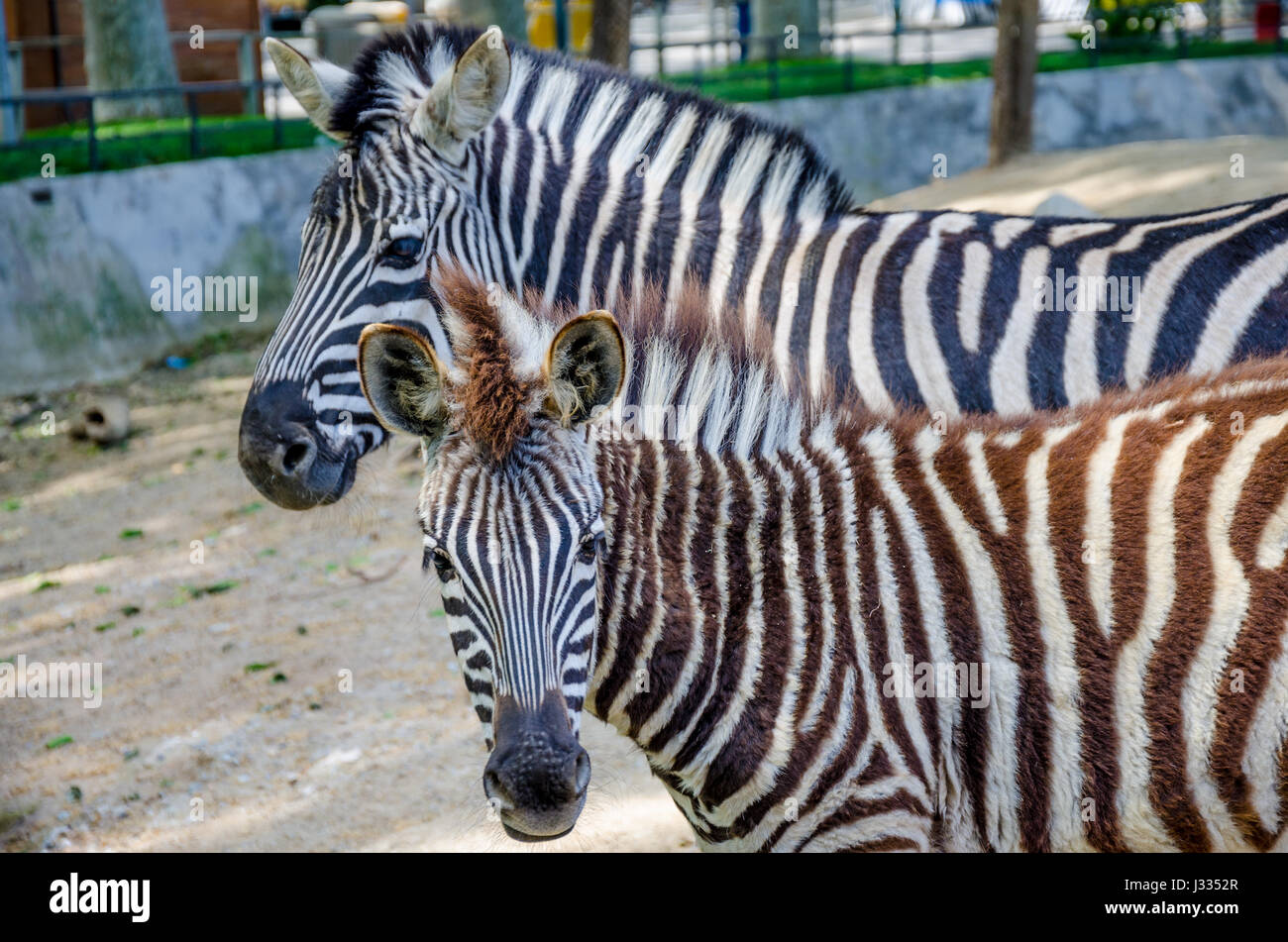 Zebre in zoo di Barcellona. Foto Stock