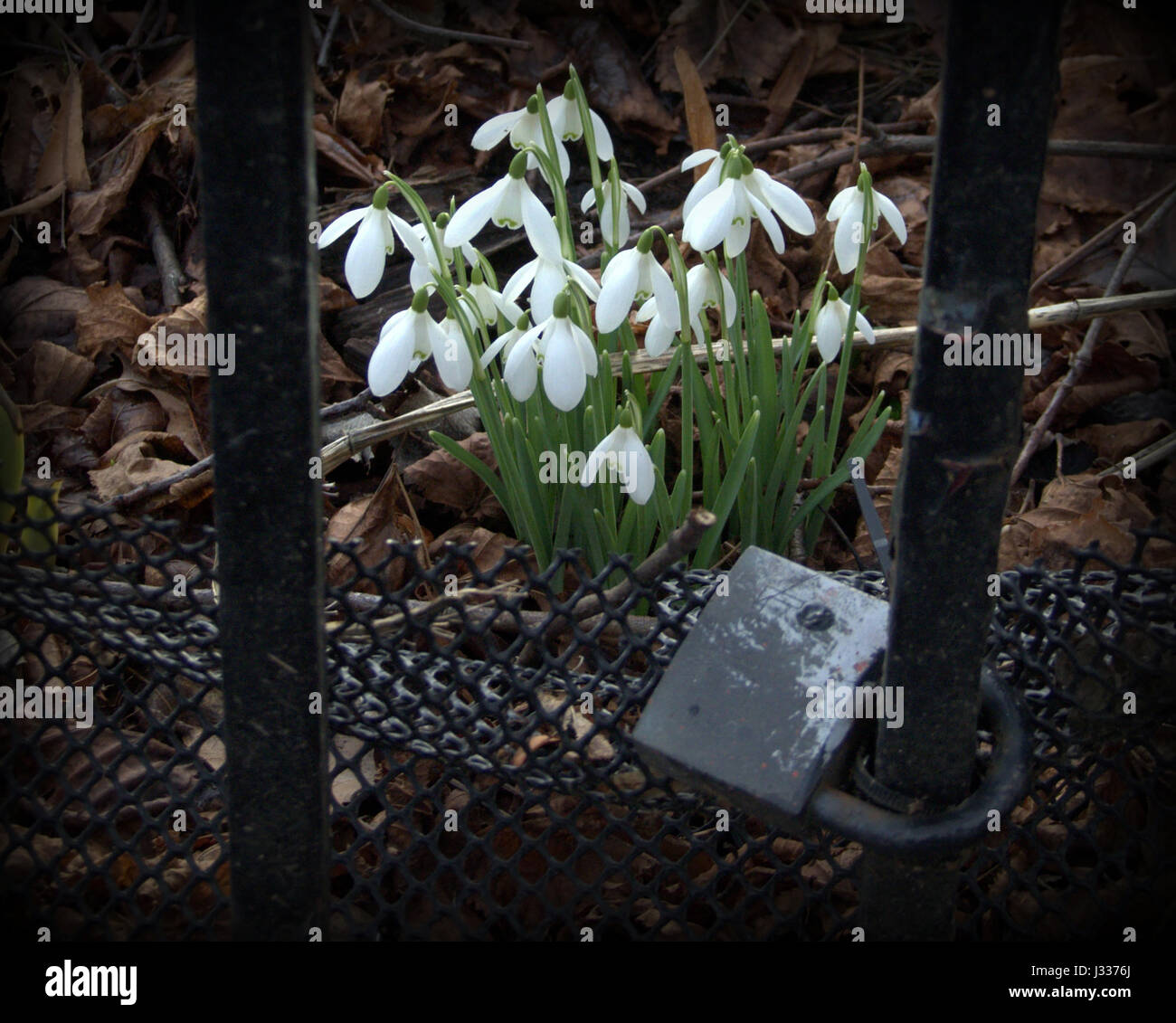 Snowdrops fiori attraverso barre di ferro prigione come lucchetto e filo Foto Stock