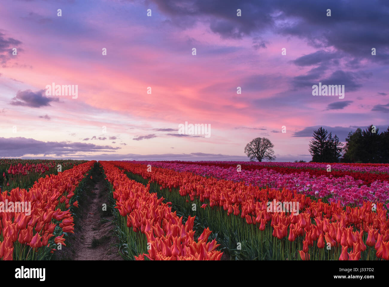 Al tramonto i tulipani Foto Stock