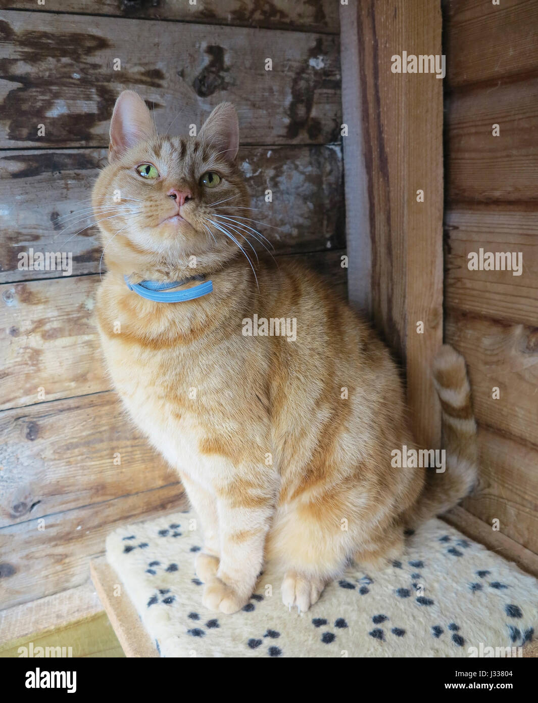 Maschio adulto ginger cat (felis catus) nella sua penna in attesa di rehoming ad un animale britannico Santuario Foto Stock
