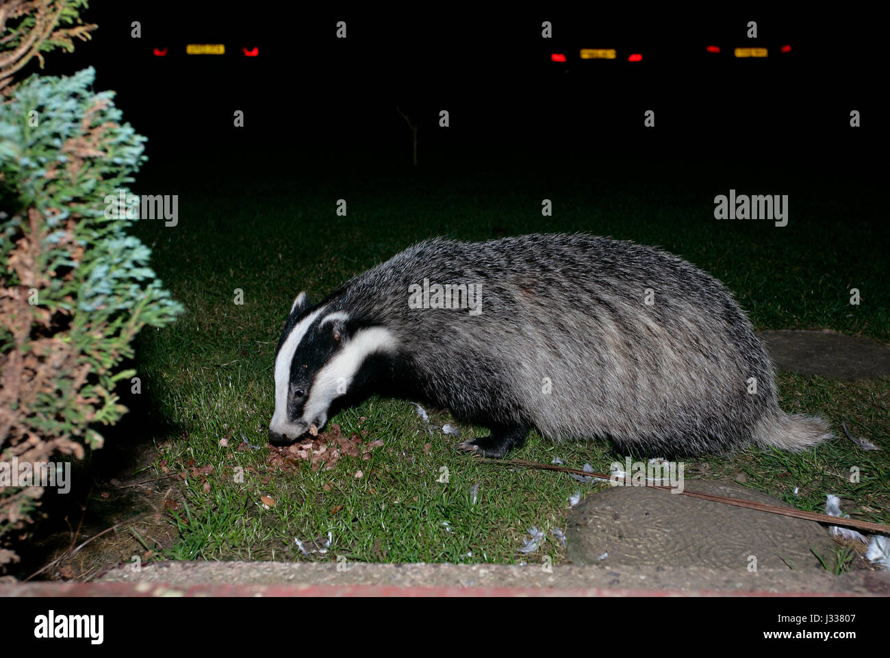 Wild Badger (Meles meles) durante la notte in un Sussex Garden mangiare alimenti per gatti lasciato fuori per esso Foto Stock