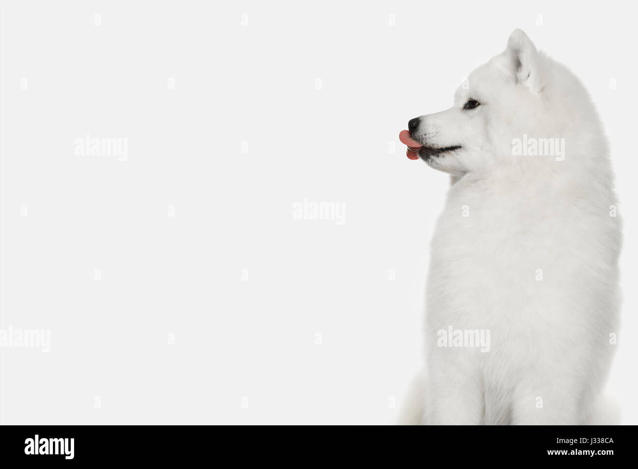 Samoiedo cane isolato su sfondo bianco Foto Stock