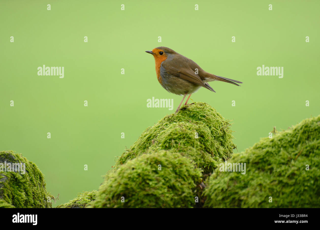 Unione robin (Erithacus rubecula) su un mossy muro di pietra, Langden, Dunsop Bridge, Lancashire. Foto Stock