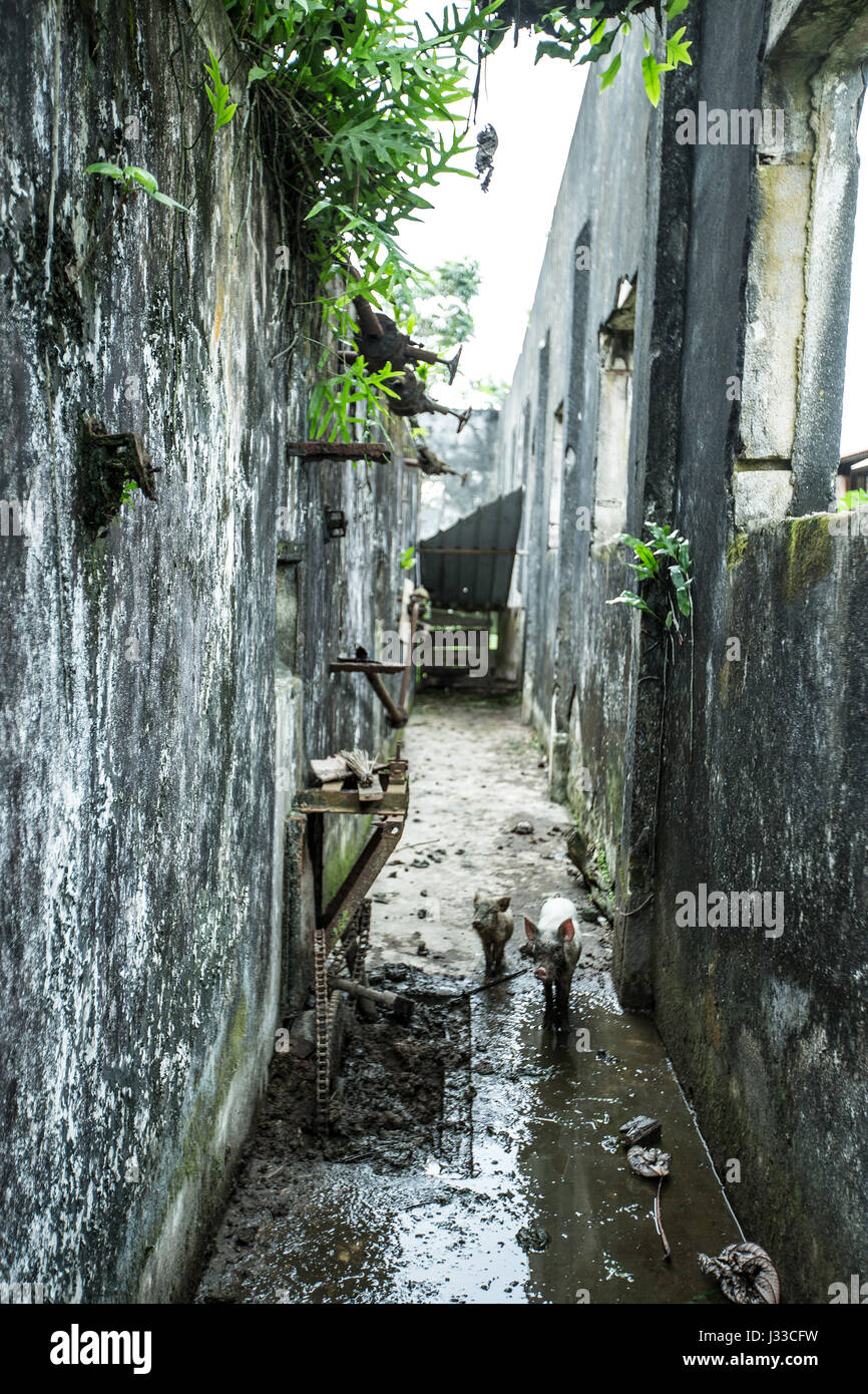 Due piccoli maiali nei pressi di un vecchio edificio, Sao Tomé, Sao Tome e Principe, Africa Foto Stock