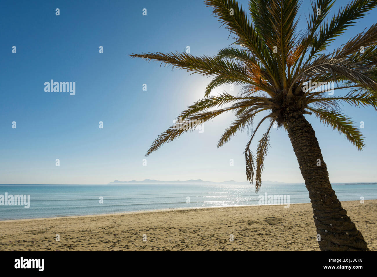 Spiaggia con palme, Can Picafort, Baia di Alcudia, Maiorca, isole Baleari, Spagna Foto Stock