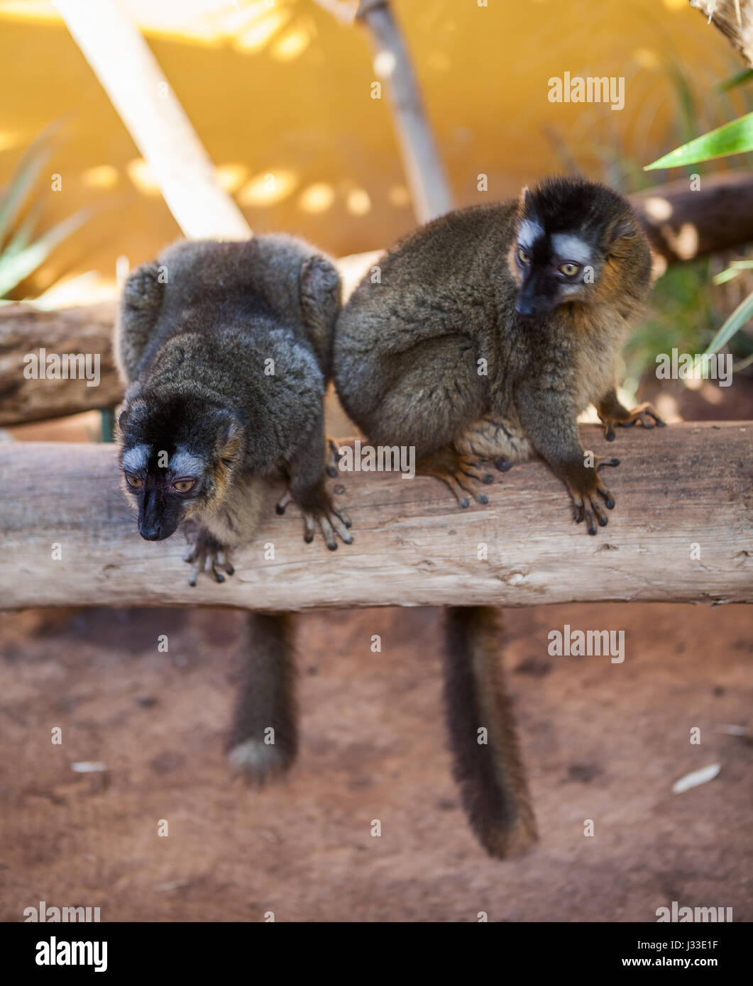 Due dei lemuri marrone seduta sul gambo di albero Foto Stock