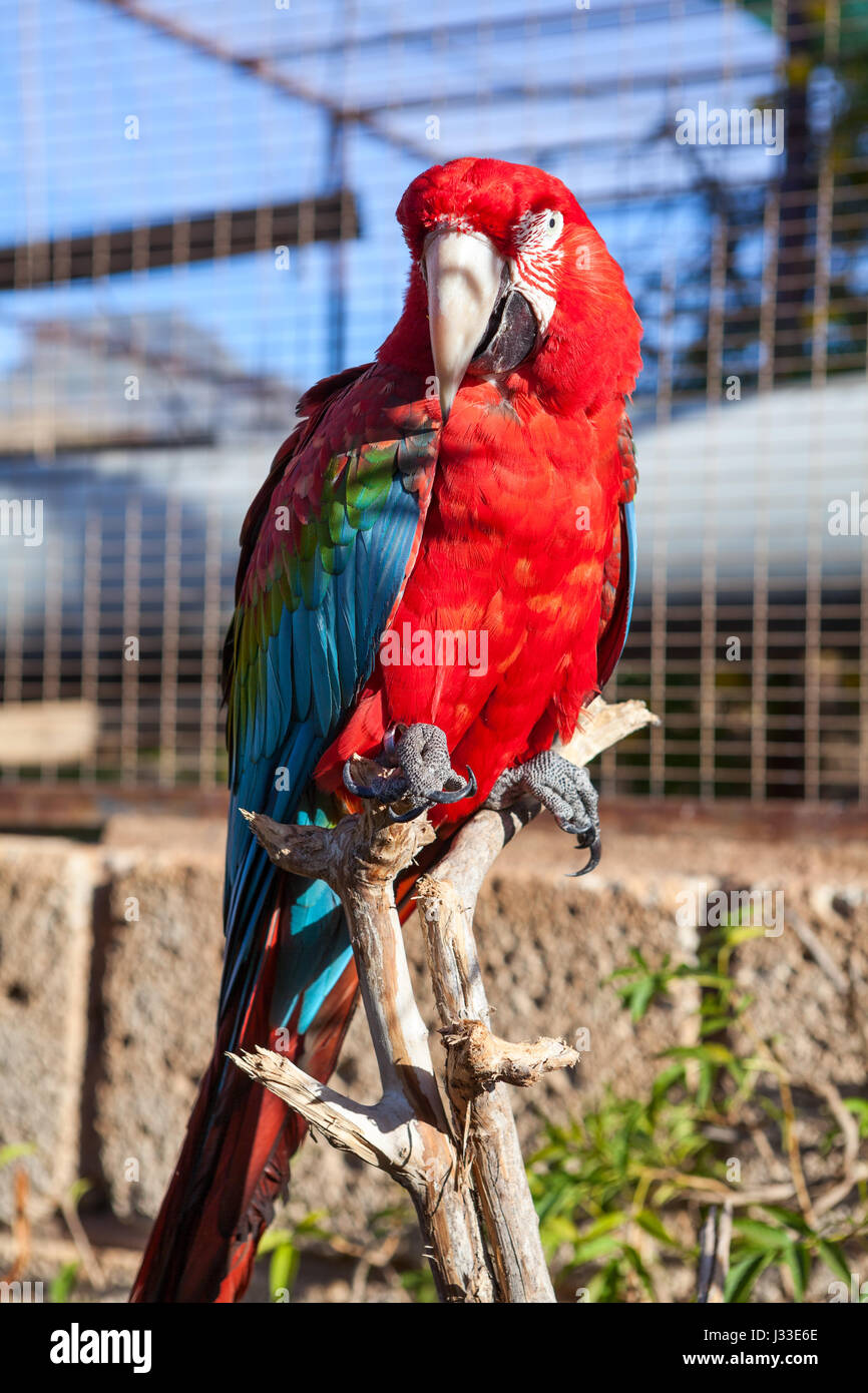 Big Red Parrot con ali blu seduta sul ramo di albero Foto Stock