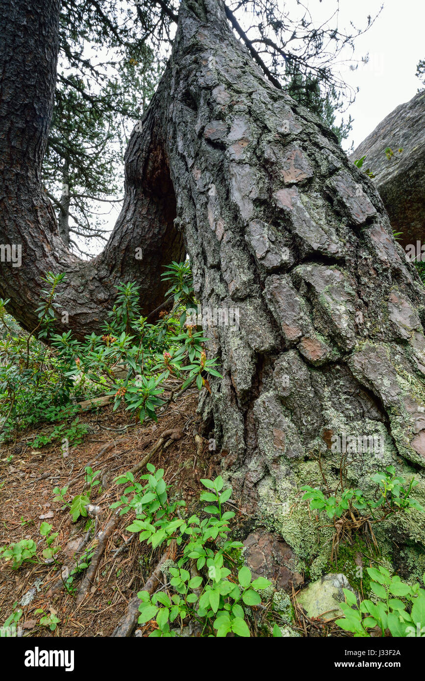 Piegate il tronco di albero di pino, Pinus Montana, Parco naturale Mont Avic, Graian Alps range, Valle d'Aosta, Aosta, Italia Foto Stock