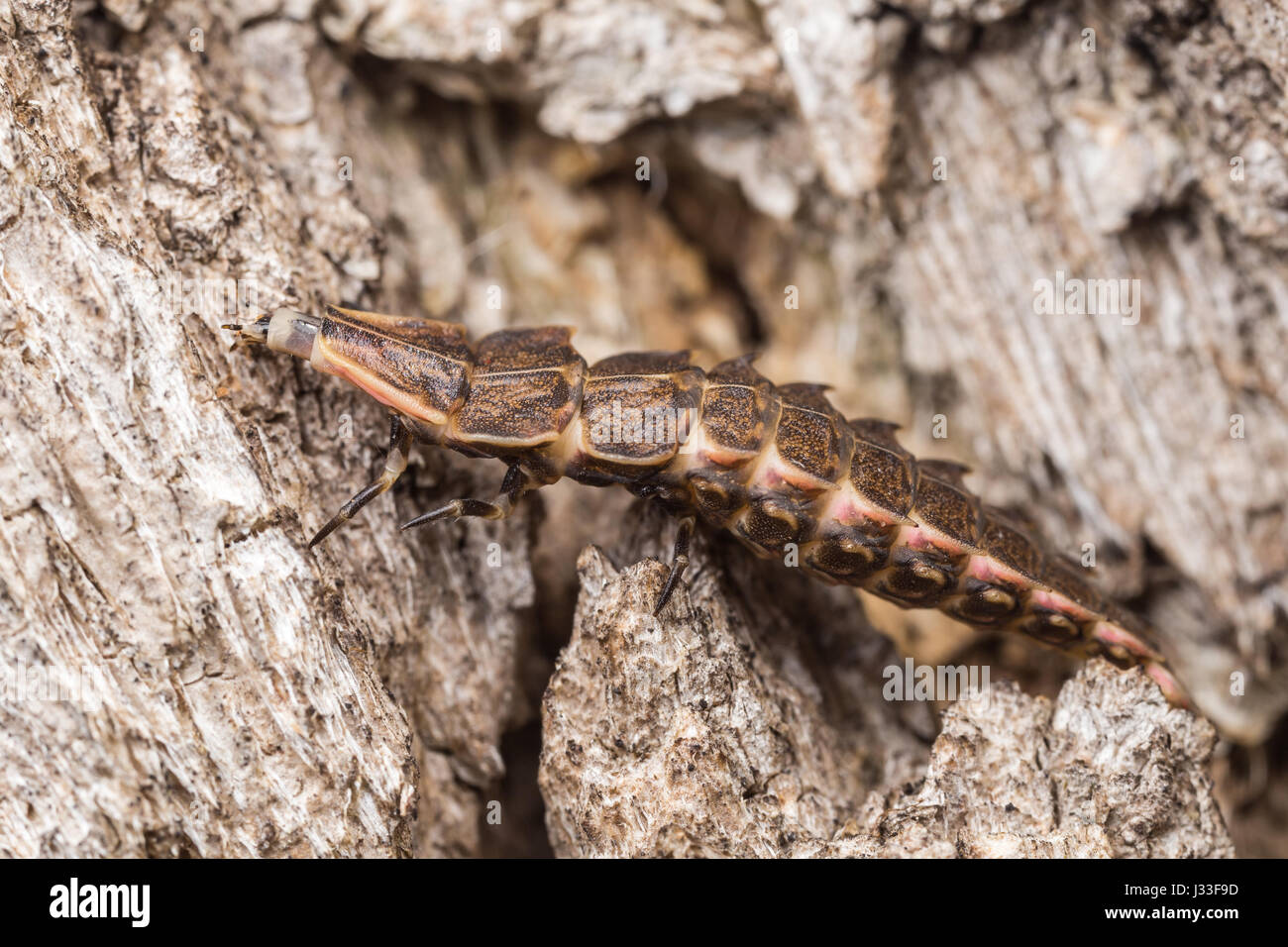 Una larva di lucciola (Pyractomena borealis), quinto instar crawl, sul lato di un albero. Foto Stock