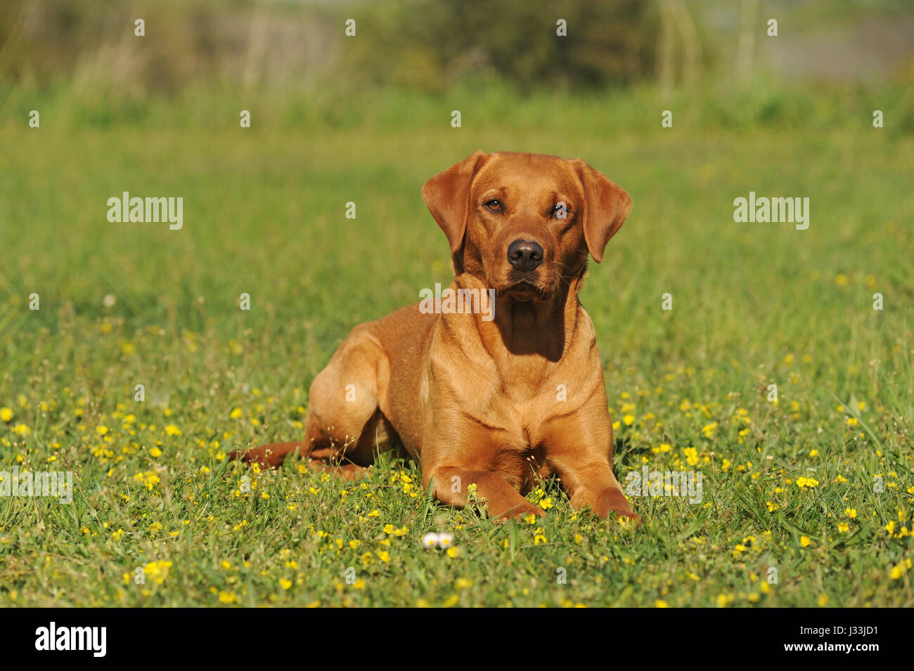 Il Labrador retriever, femmina giacente in prato, giallo Foto Stock