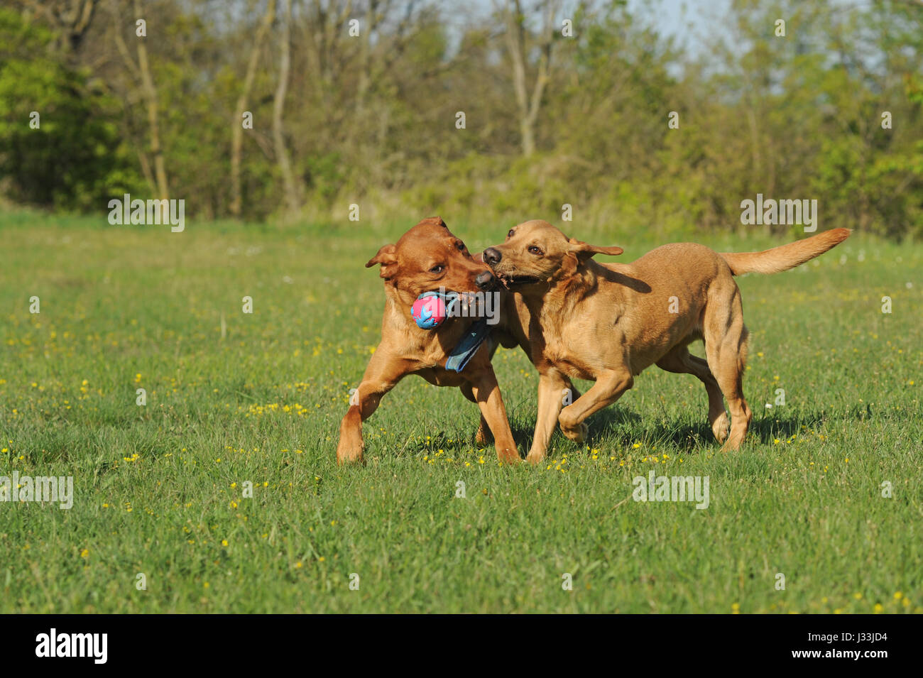 Due labrador retriever giallo, con il cane giocattolo Foto Stock