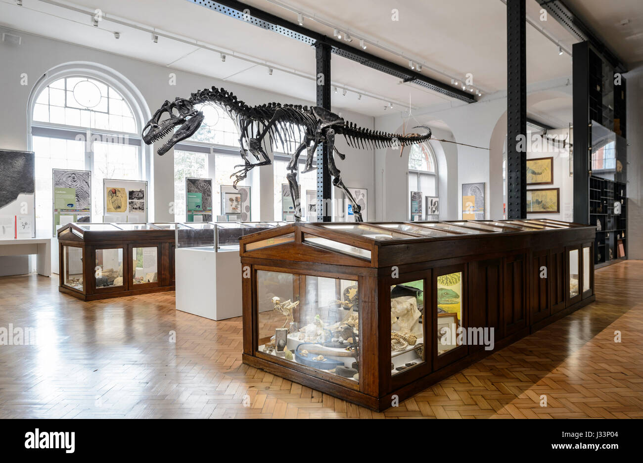 Il Lapworth Museo di geologia, Birmingham. Uno dei principali musei geologici NEL REGNO UNITO. Da approvare per il fondo d'Arte Museo dell'anno 2017. Foto Stock