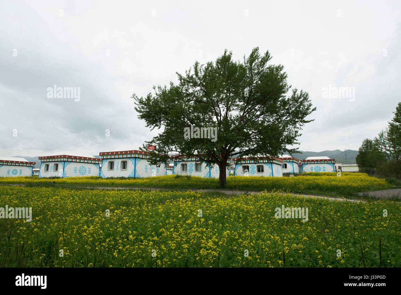 Qinghai，Lago Qinghai，case tibetano，Luglio，verde fiore，，fiori gialli，cina.L'agricoltura,asia,scenario,tranquillo,sunny,tranquillo,colorata,bello,fiore, Foto Stock