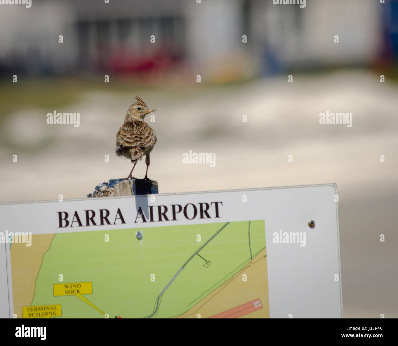 Bird arroccato su un segno a Barra aeroporto, Scozia Foto Stock