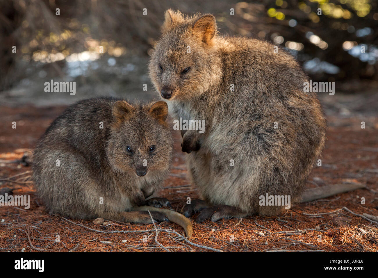 Una coppia di quokkas sull'Isola di Rottnest in Western Australia. Foto Stock