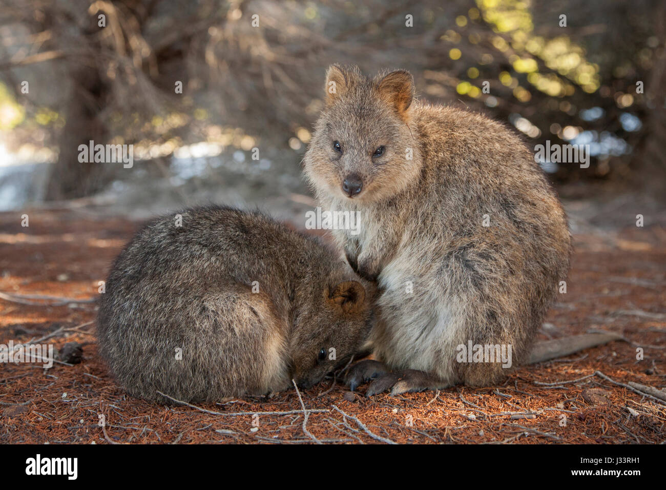 Una coppia di quokkas sull'Isola di Rottnest in Western Australia. Foto Stock
