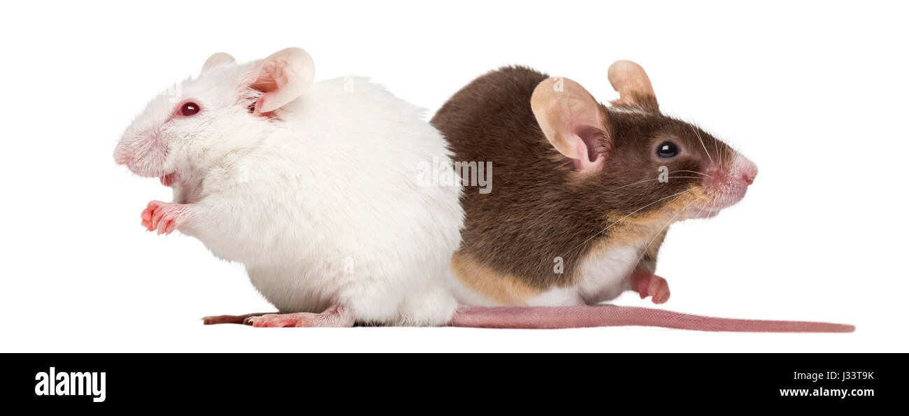 Albino mouse bianco e casa comune mouse isolato su bianco Foto Stock