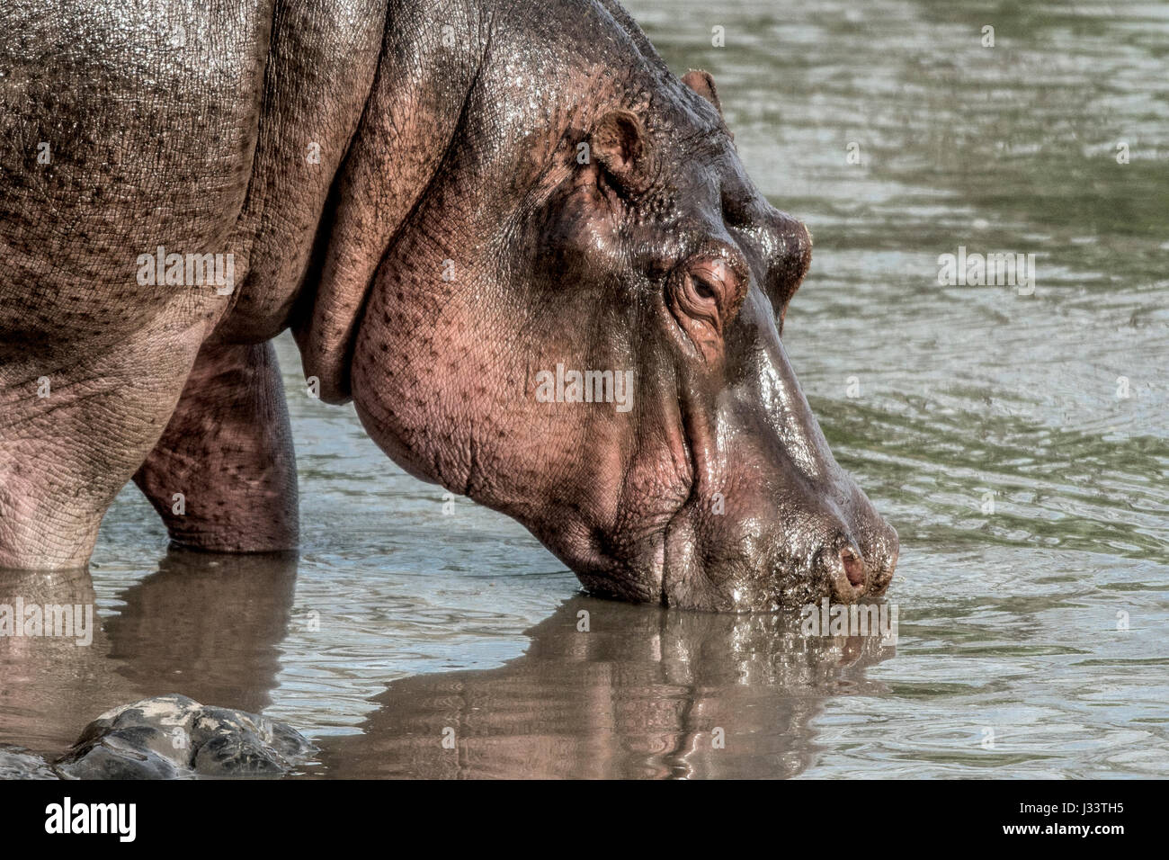 Ippopotamo bevendo in fiume nel Parco Nazionale del Serengeti Foto Stock