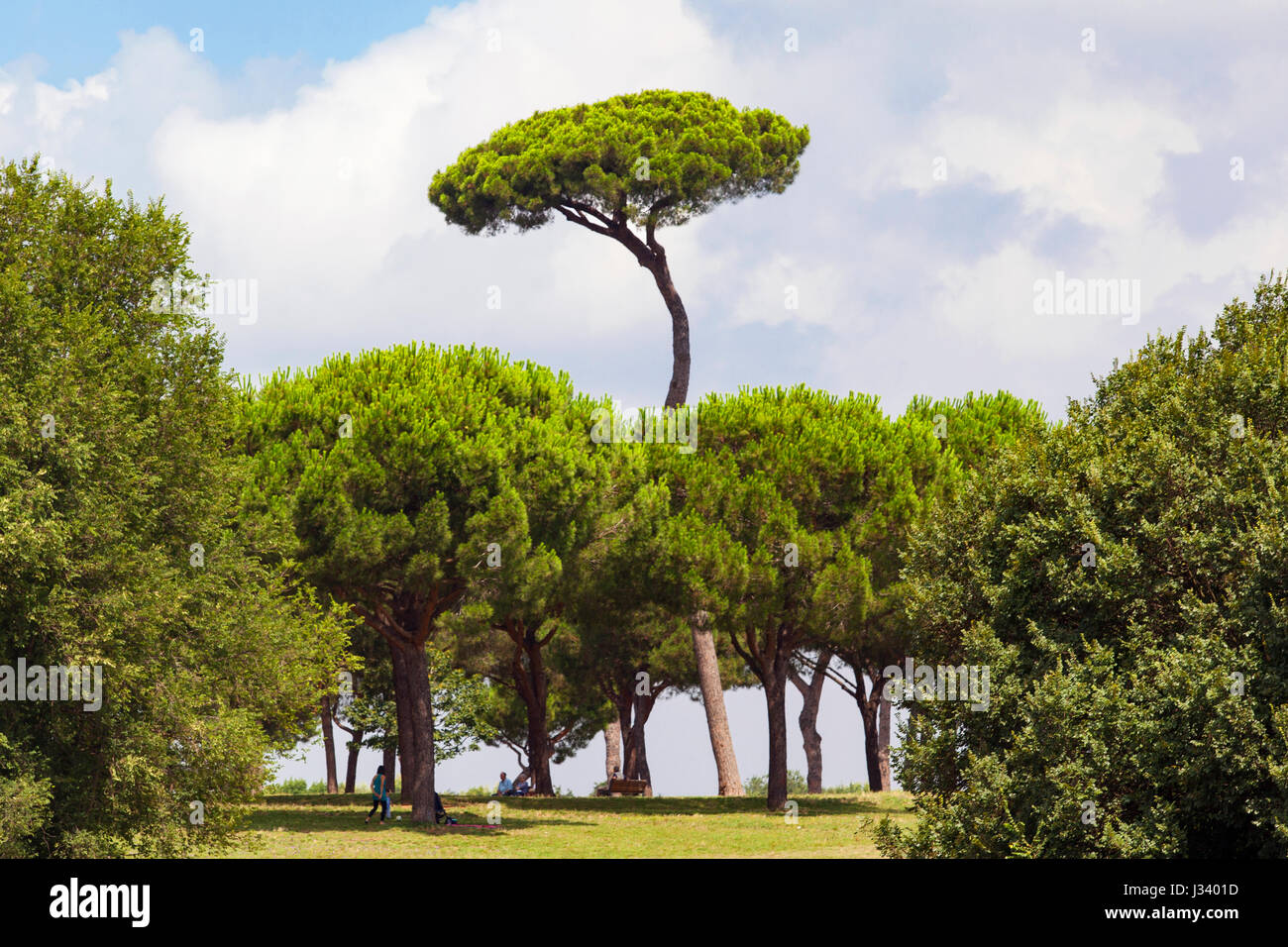 Curioso il pino marittimo. Parco di Villa Pamphili. Roma, Italia. Foto Stock
