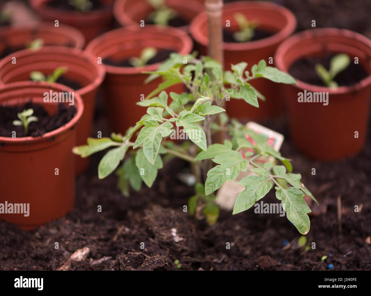 Giovani il pomodoro in una serra, Chipping, Lancashire. Foto Stock