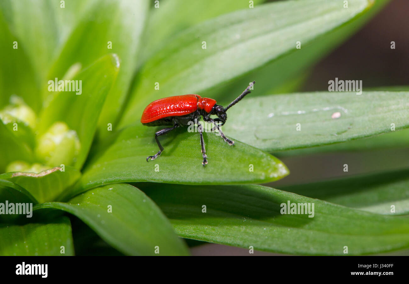 Lily beetle su un giglio in un giardino, Chipping, Lancashire. Foto Stock