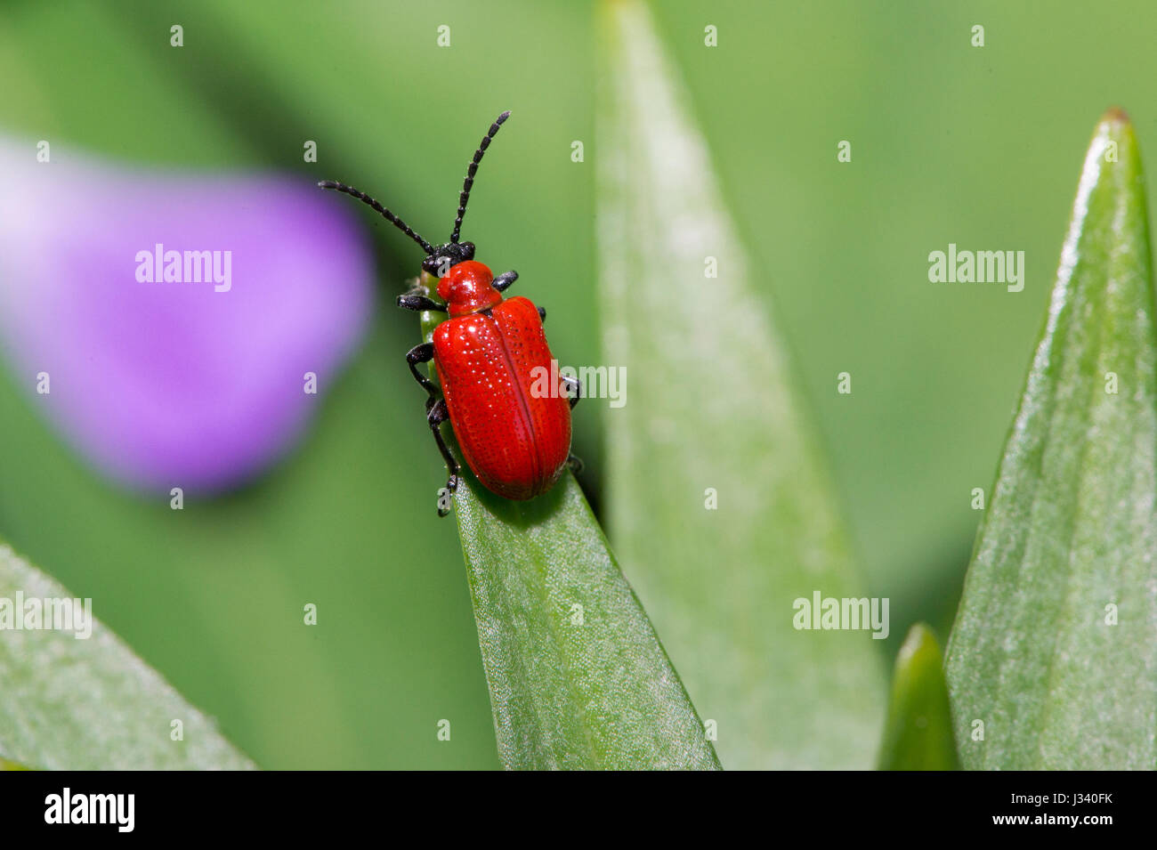 Lily beetle su un giglio in un giardino, Chipping, Lancashire. Foto Stock