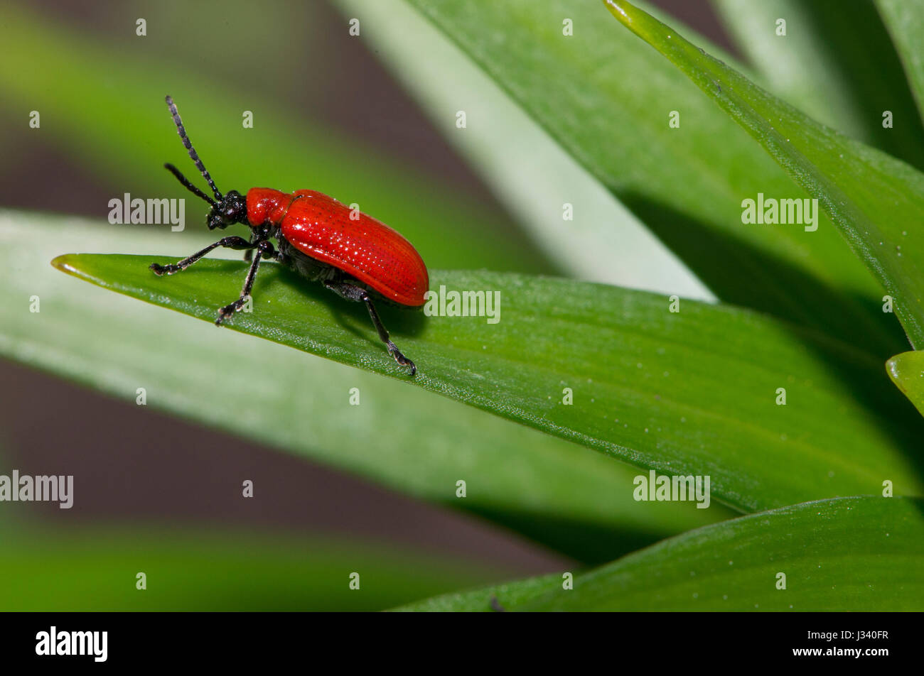 Lily beetle su un giglio in un giardino, Chipping, Lancashire. Foto Stock