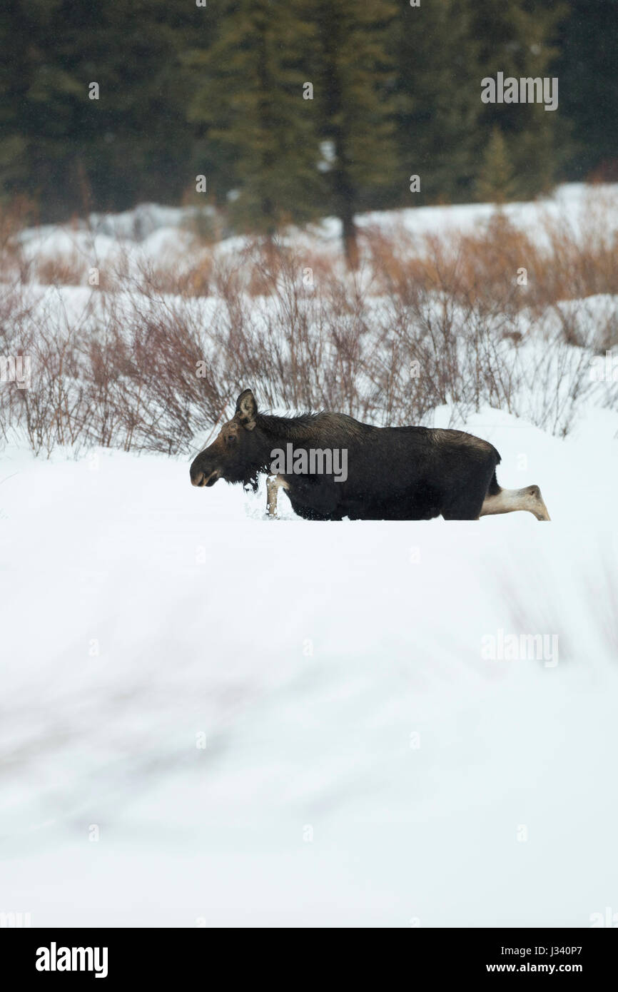 Moose / Elch ( Alces alces ), toro giovane in inverno, camminando attraverso la neve profonda su una radura, una maggiore area di Yellowstone, Wyoming negli Stati Uniti. Foto Stock