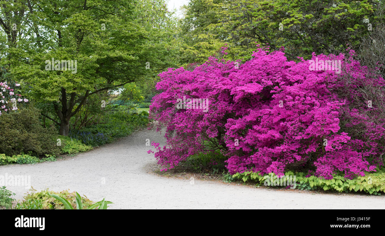 Rhododendron obtusum var. amoenum. Fioritura azalee ad RHS Wisley Gardens, Surrey, Inghilterra Foto Stock