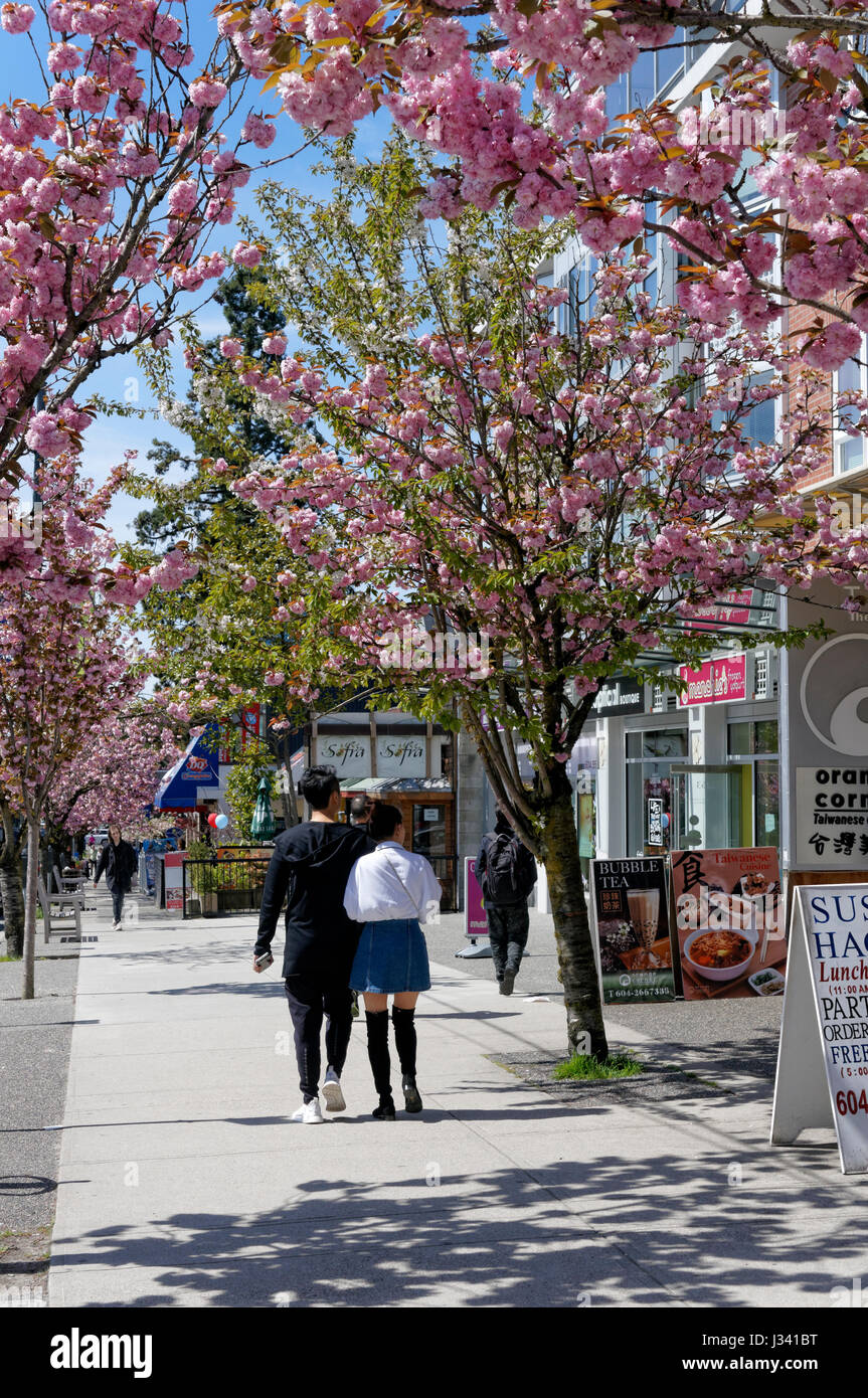 Giovani asiatici giovane camminando sulla 41st Avenue sotto la rosa di fioritura dei ciliegi nel villaggio di Kerrisdale, Vancouver, British Columbia, Canada Foto Stock