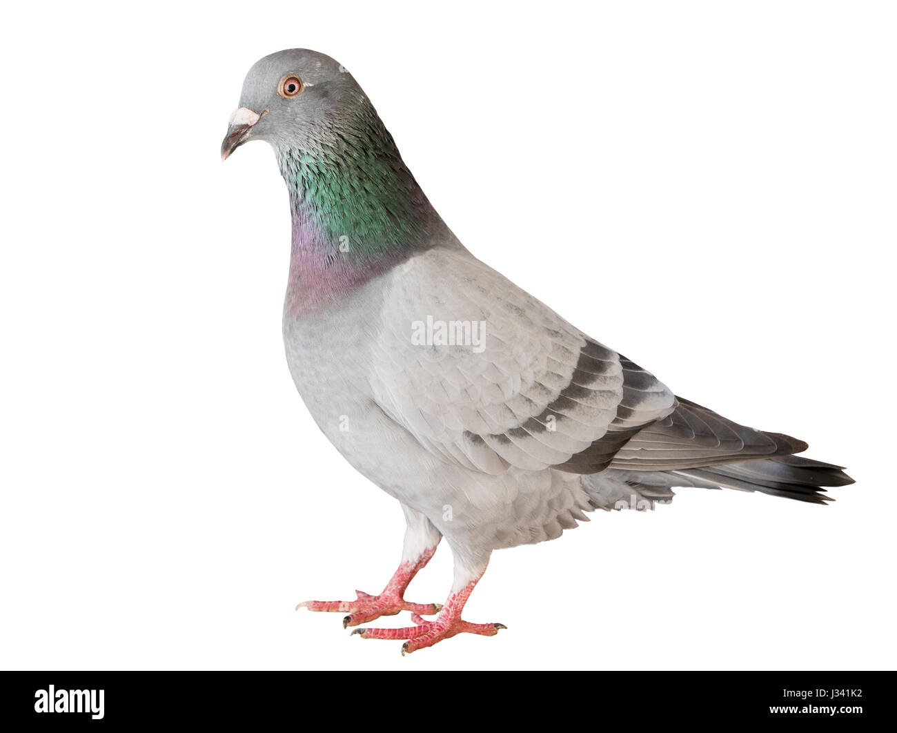 Ritratto corpo pieno di speed racing pigeon bird isolato sfondo bianco Foto Stock