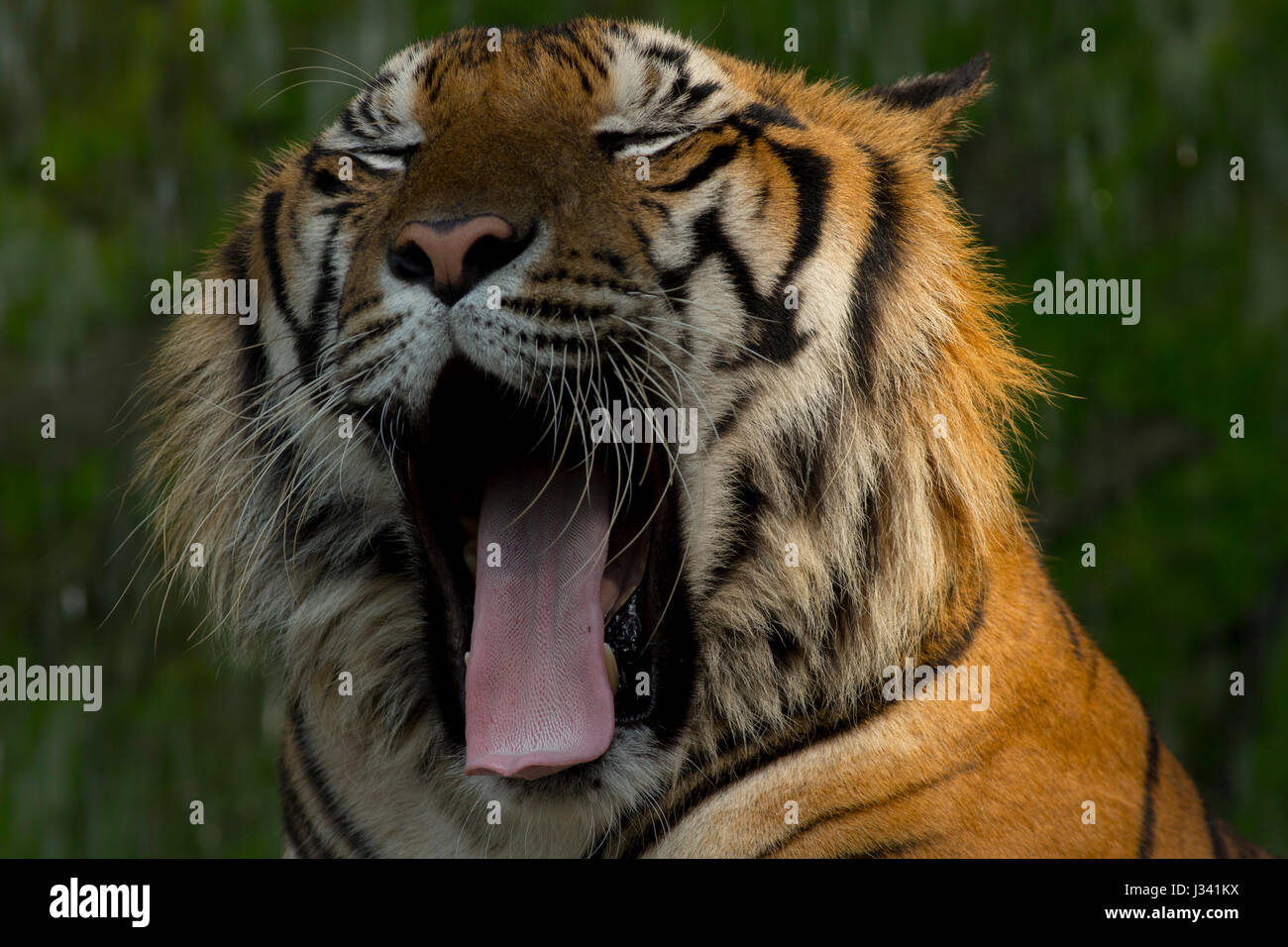 Una tigre in stretta su ritratto con sfondo verde Foto Stock