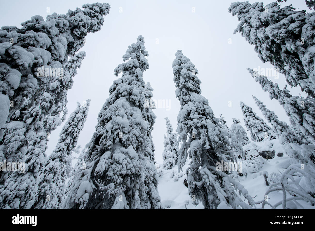 Alberi a corona con carico neve in Koli National Park, Finlandia Foto Stock