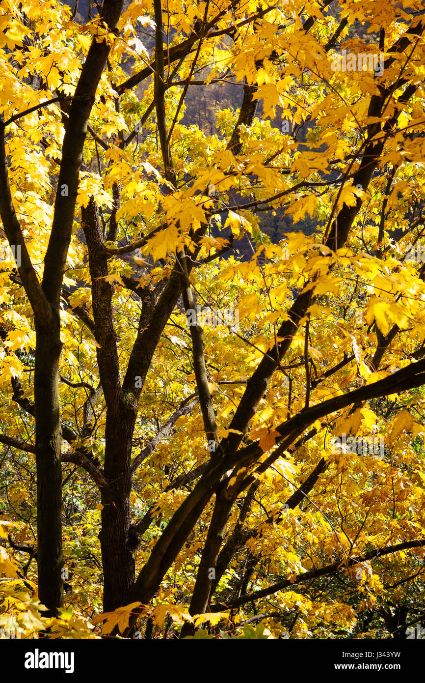 Vivacemente colorato di giallo foglie su un albero con scuri contrastanti rami. Foto Stock