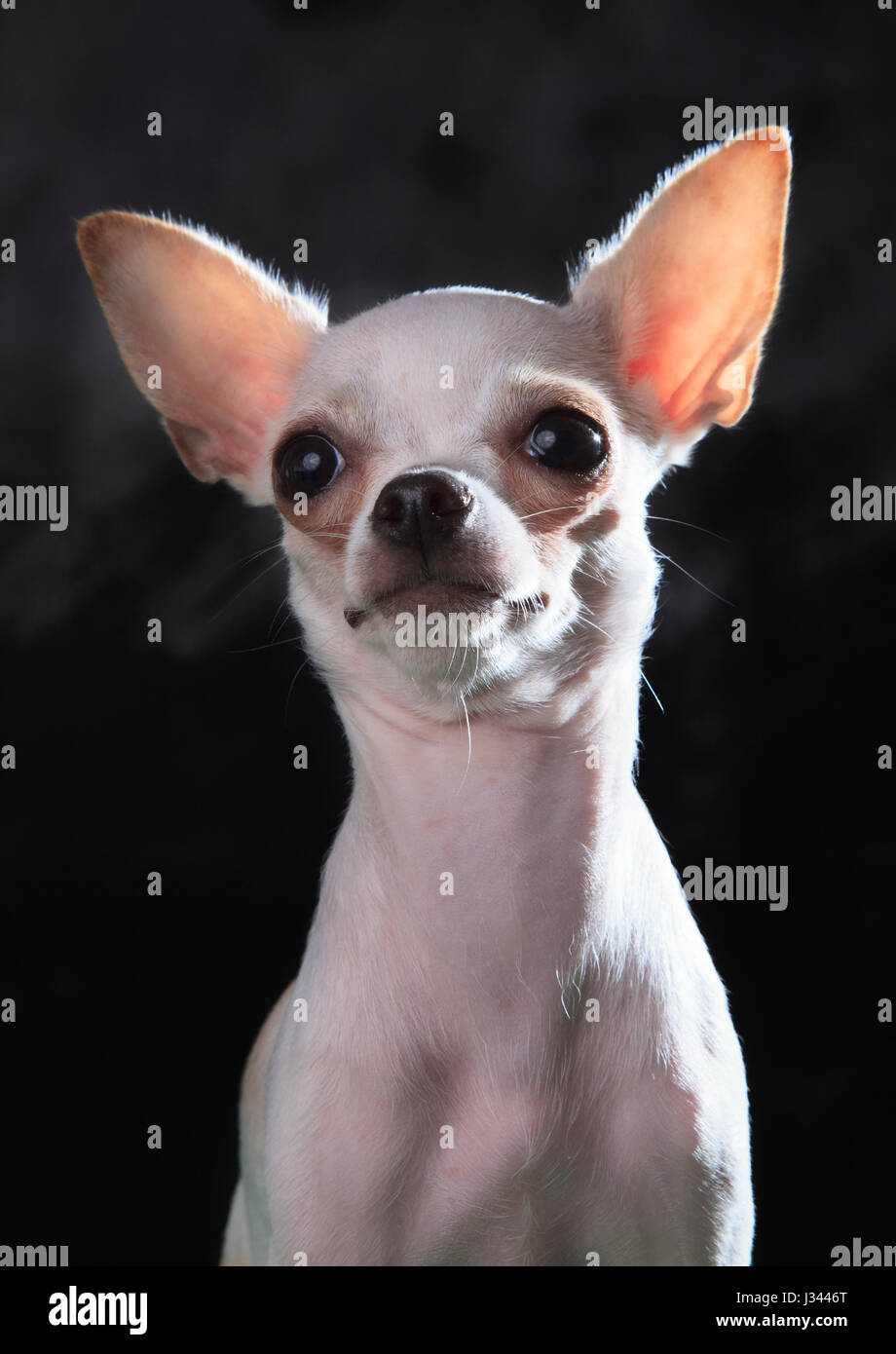 Vicino la faccia del chihuahua cani utilizzare per gli animali e graziosi animali domestici tema Foto Stock