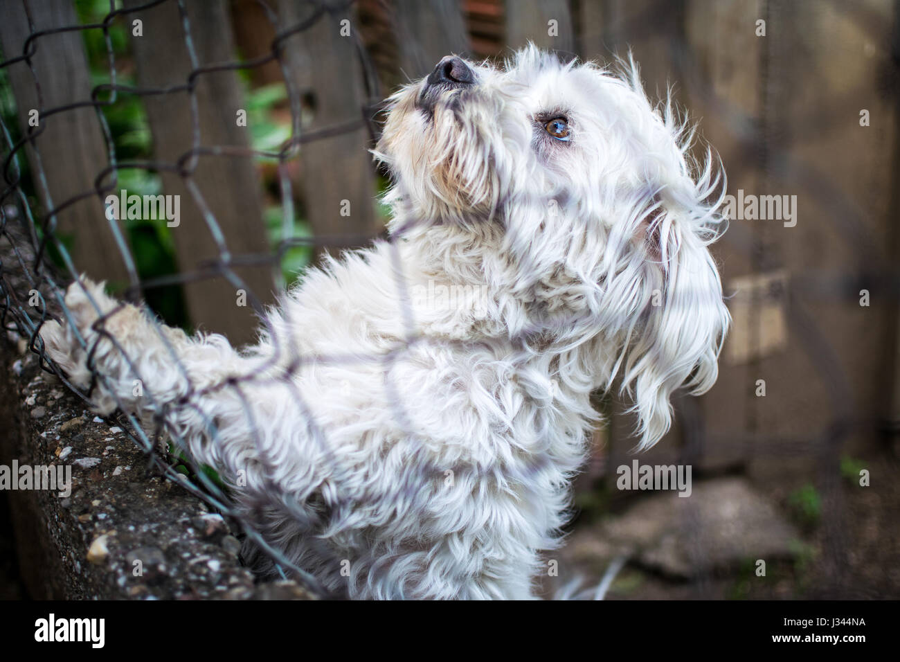 Simpatico cane bianco dietro il recinto Foto Stock