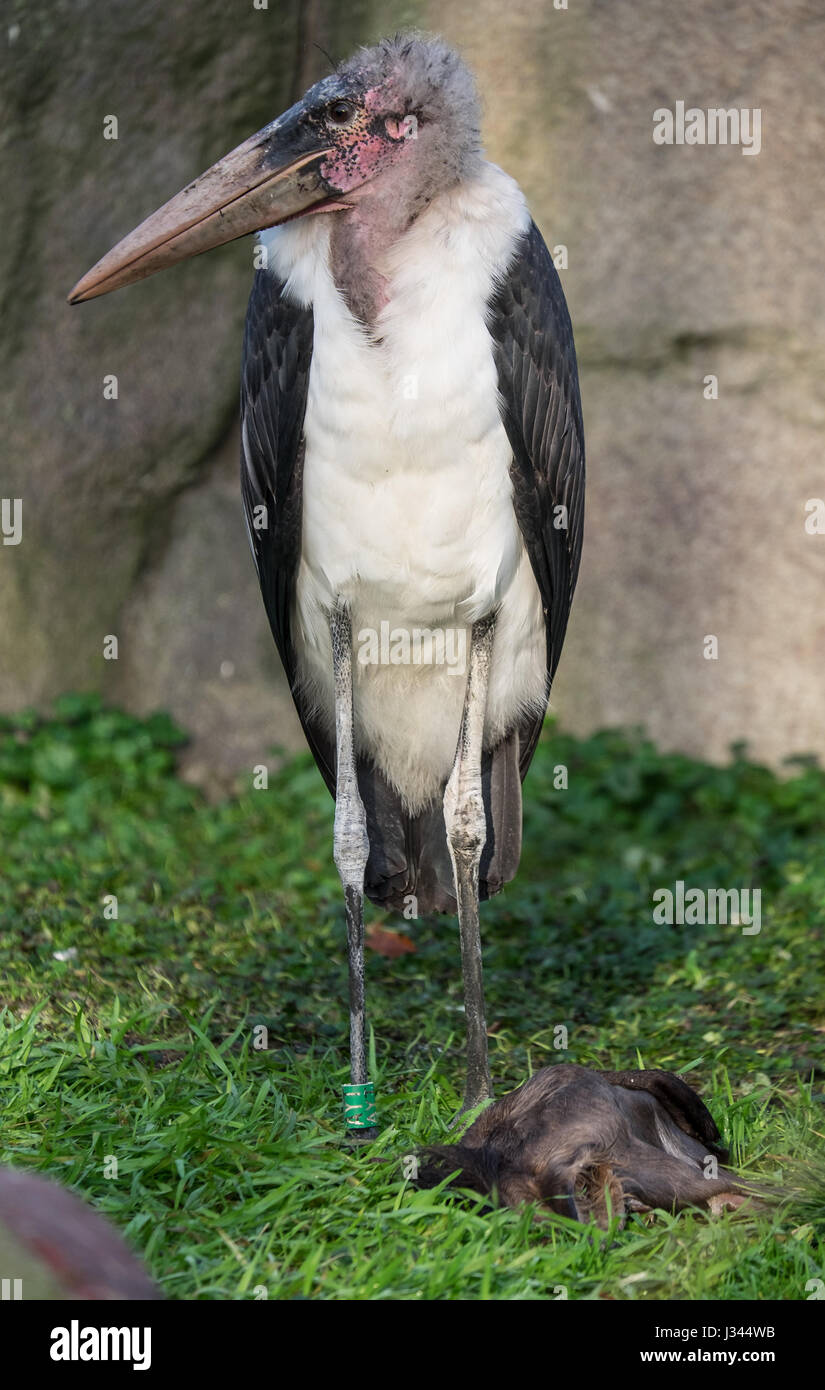 Maraboe, marabou stork, leptoptilos crumeniferus allo zoo Foto Stock