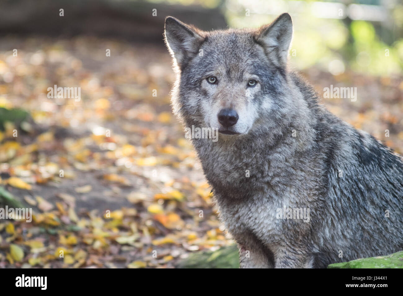 European wolf Canis lupus lupus ho il Blijdorp Zoo di Rotterdam, Paesi Bassi. Girato con un po' di retroilluminazione evidenziando è bello di pelo grigio. Foto Stock