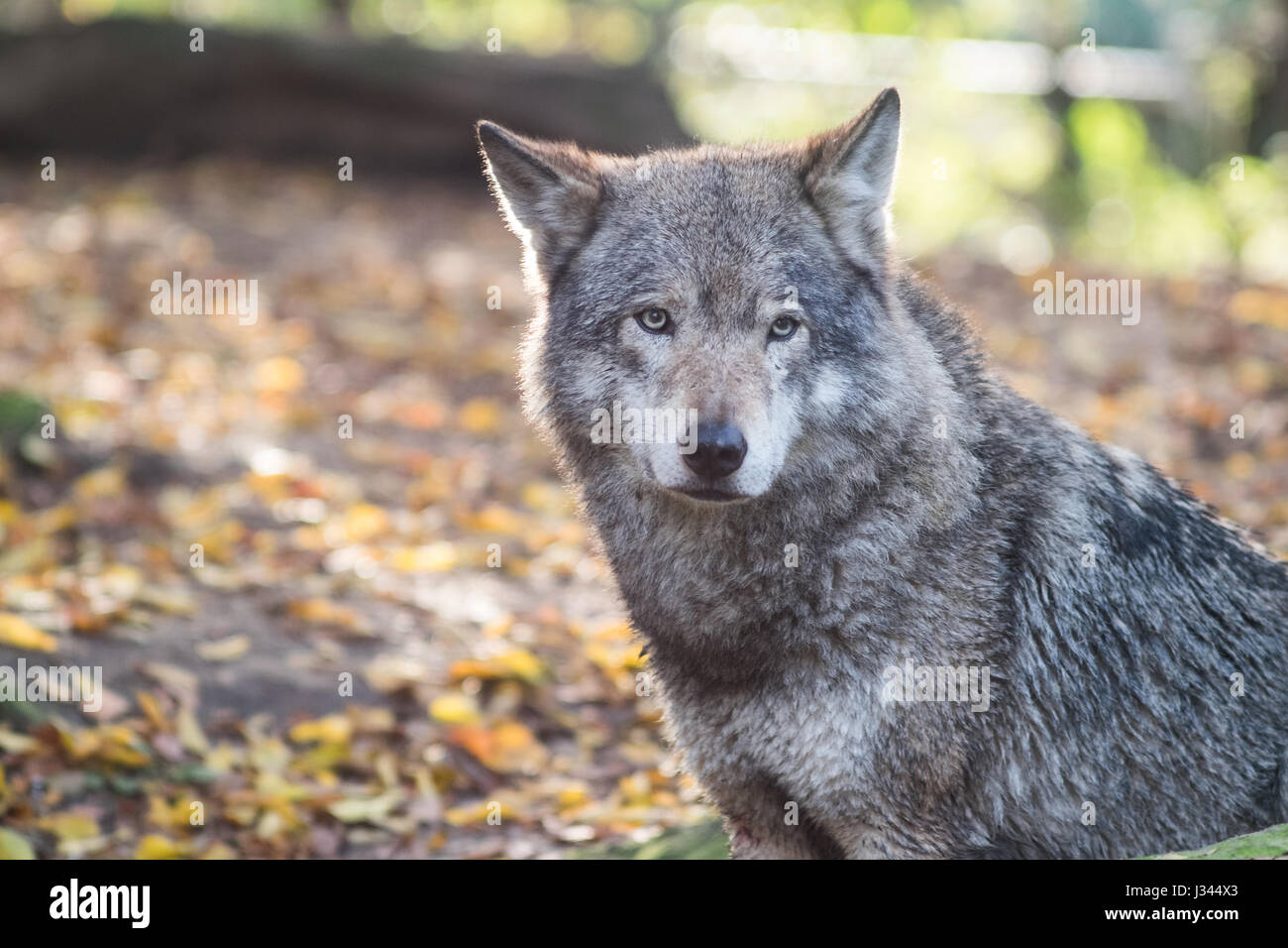 European wolf Canis lupus lupus ho il Blijdorp Zoo di Rotterdam, Paesi Bassi. Girato con un po' di retroilluminazione evidenziando è bello di pelo grigio. Foto Stock