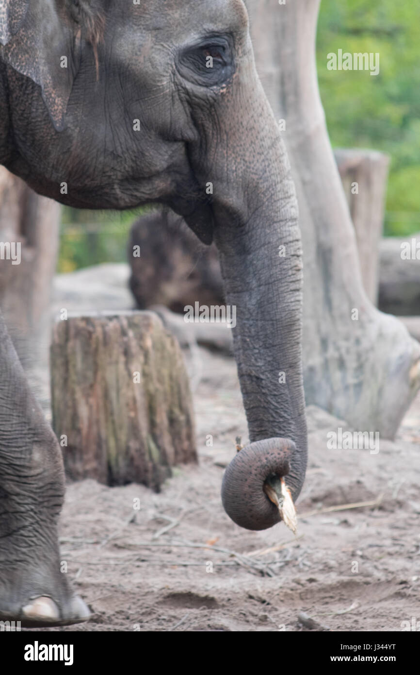 Elefante asiatico nel giardino zoologico Foto Stock