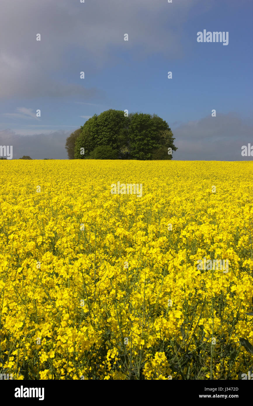 Campo di colza Brassica napas Foto Stock