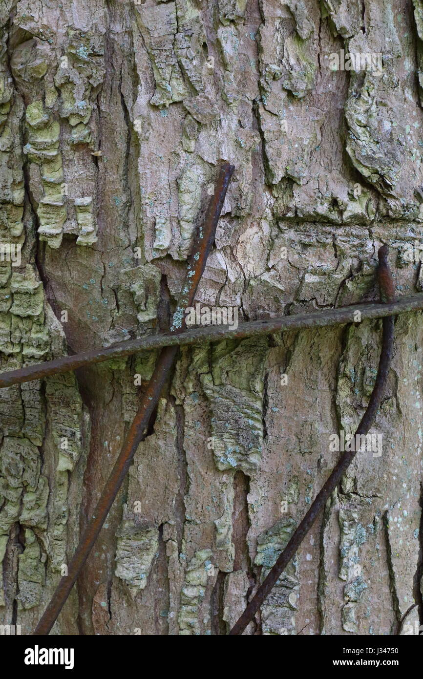 Foto di ringhiere in ferro incorporati nella corteccia di albero;UK Foto Stock