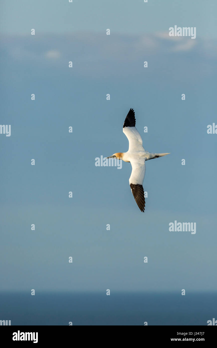 Northern Gannet Morus bassanus con ali battenti disteso sopra il mare di nubi in background Foto Stock