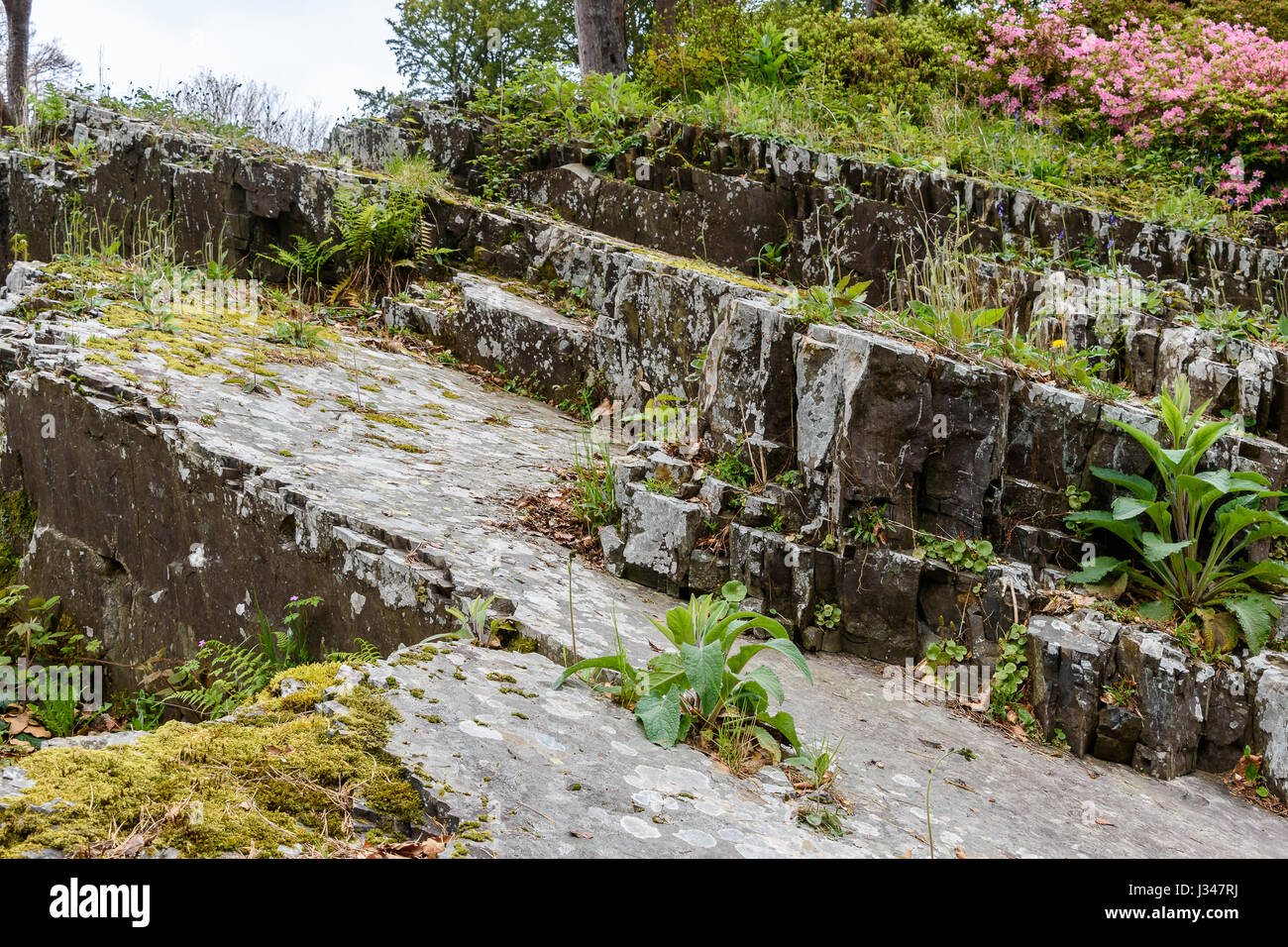 Un vecchio rockface ardesia con piante selvatiche che crescono su esso Foto Stock