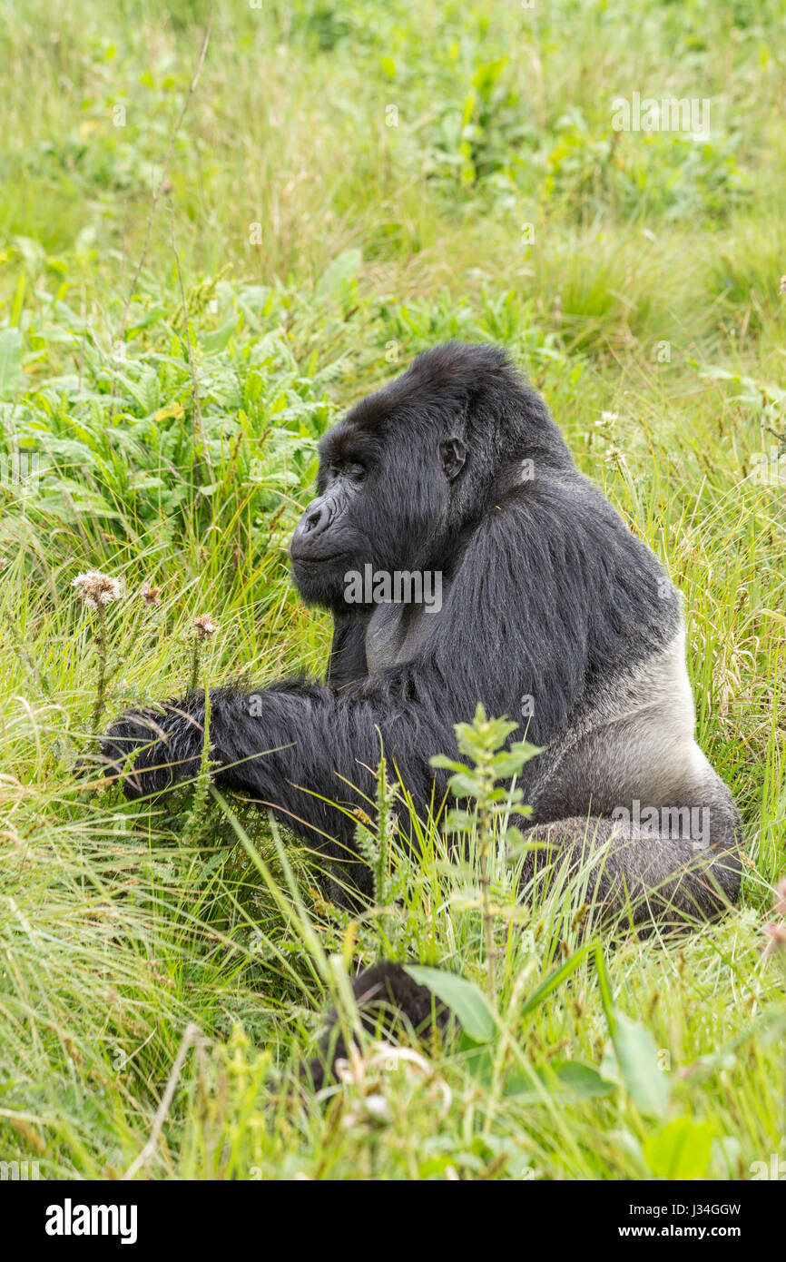 In pericolo critico gorilla di montagna (Gorilla beringei beringei) silverback, Agashya, prese nel Parco Nazionale dei Vulcani, Ruanda Foto Stock